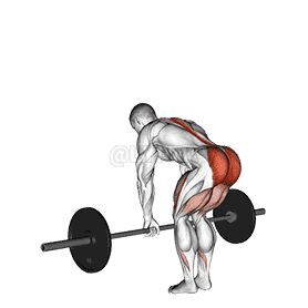 Barbell Romanian Deadlift demonstration