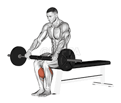 Barbell Seated Calf Raise demonstration