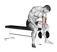 Dumbbell Concentration Curl demonstration
