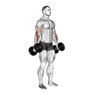Dumbbell Hammer Curl demonstration