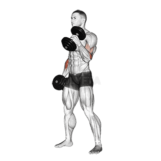 Hammer Curl demonstration