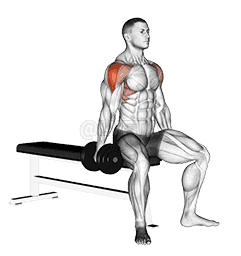 Dumbbell Seated Lateral Raise demonstration