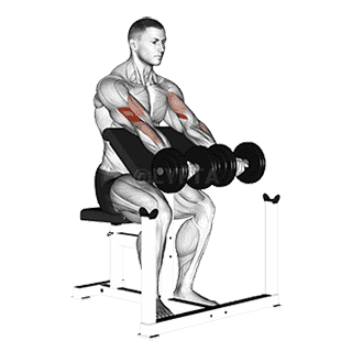 Seated Preacher Curl demonstration