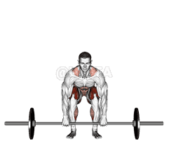 Barbell Deadlift front view demonstration