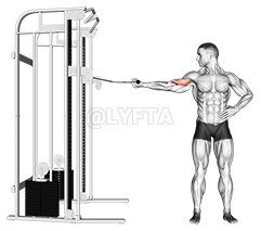 one arm inner biceps curl demonstration