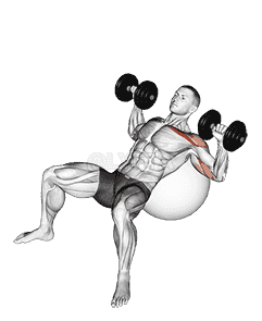 Dumbbell Incline Press on Exercise Ball demonstration
