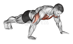 Wide Hand Push up demonstration