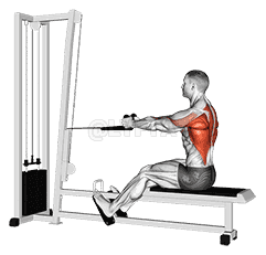 Rope Seated Row demonstration