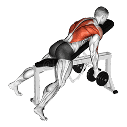 Reverse Grip Incline Bench Two Arm Row demonstration
