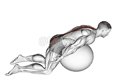 Exercise Ball Back Extension With Arms Extended demonstration