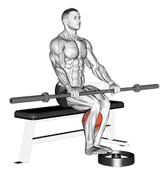 Barbell Seated Calf Raise demonstration