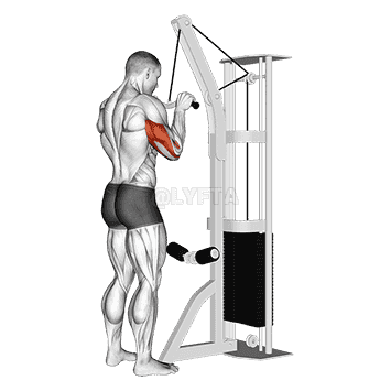 Triceps Pushdown demonstration