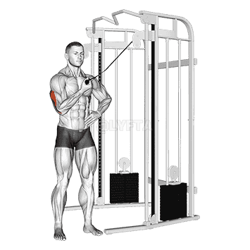 One Arm Side Triceps Pushdown demonstration