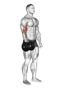 Dumbbell One Arm Standing Curl demonstration