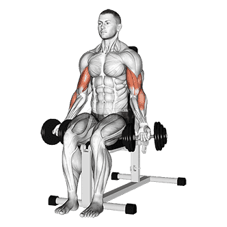 Seated Bicep Curl demonstration