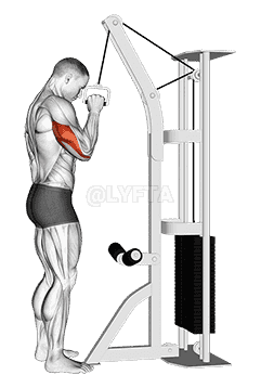Cable One Arm Tricep Pushdown demonstration