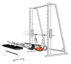 Inverted Row on Bench demonstration