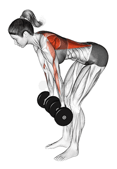Dumbbell Reverse Grip Row demonstration