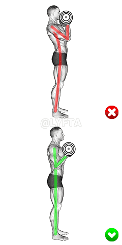 Biceps Curl - Arms Body demonstration