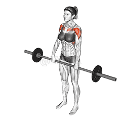 Barbell Front Raise demonstration