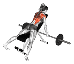 Barbell Reverse Grip Incline Row demonstration