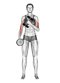 Dumbbell Cross Body Hammer Curl demonstration