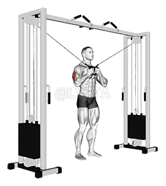 Cable Standing High Cross Triceps Extension demonstration