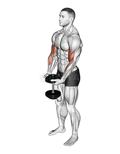 Dumbbell Standing Single Spider Curl demonstration