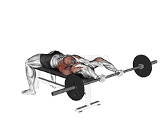 Barbell Pullover demonstration