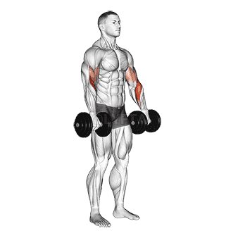 Thumbnail for the video of exercise: Biceps Curl Reverse