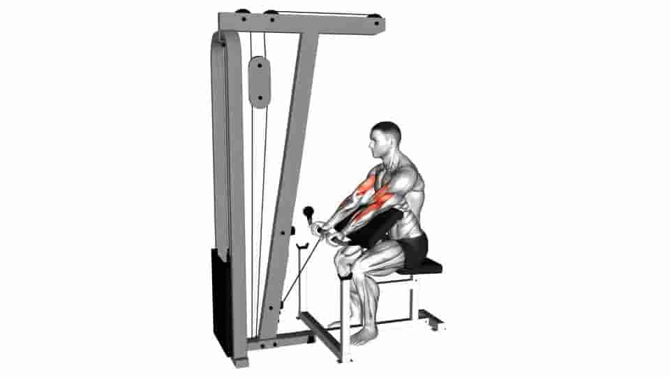 Thumbnail for the video of exercise: Preacher Curl