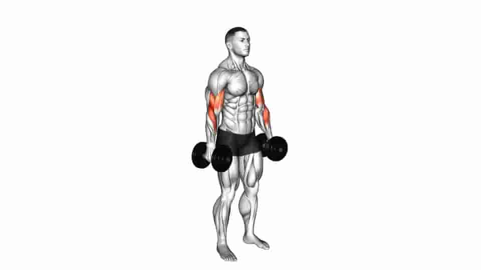 Thumbnail for the video of exercise: Dumbbell Alternate Biceps Curl