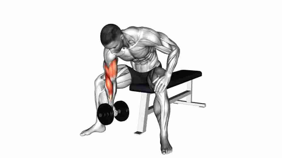 Thumbnail for the video of exercise: Concentration Curl
