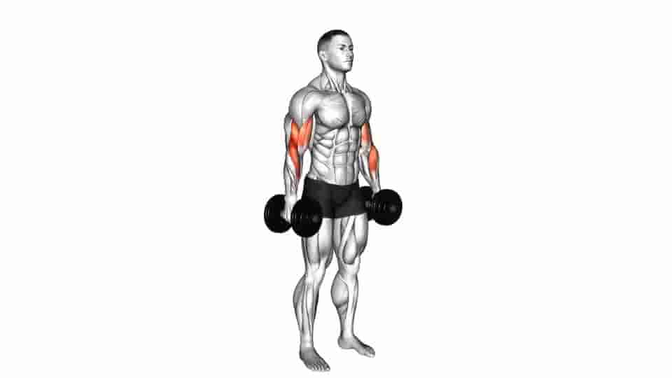 Thumbnail for the video of exercise: Standing Biceps Curl