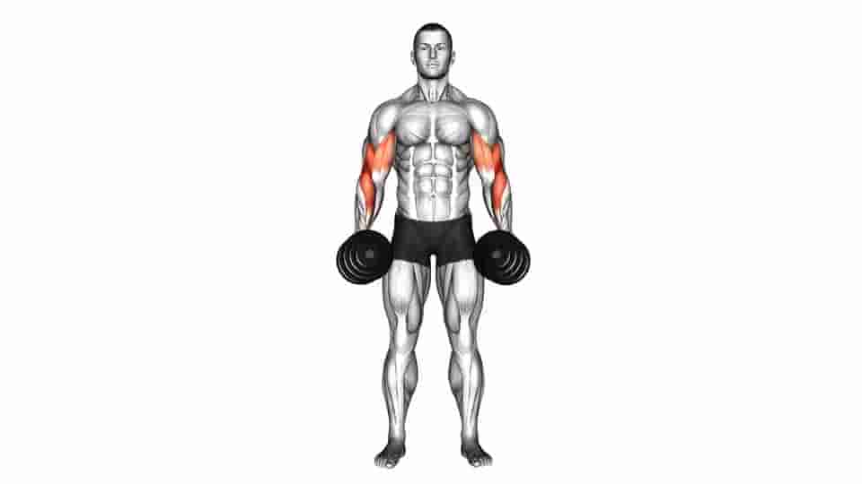 Thumbnail for the video of exercise: Cross Body Hammer Curl